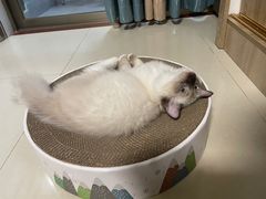 -lincat·猫舍(广州店)