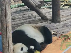 -大连森林动物园