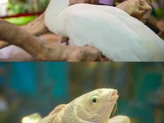 -正佳雨林生态植物园