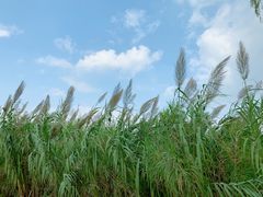 -杭州湾海上花田景区