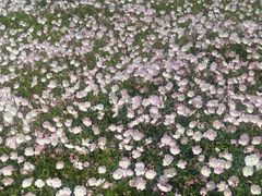 -映月湖中央公园