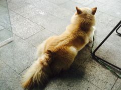-乐凯撒披萨(欢乐颂购物中心店)