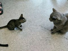 -安安宠医·安宠宠物医院