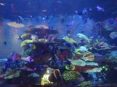 -迪拜帆船酒店海底餐厅