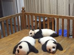 -成都大熊猫繁育研究基地