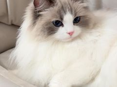 -萌兽医馆·犬猫专科·眼科中心·宠物医院(朝阳门分院)