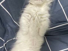 -欣宠猫屋·矮脚拿破仑·蓝金金渐层