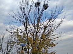 android_upload_pic-西昌邛海湿地