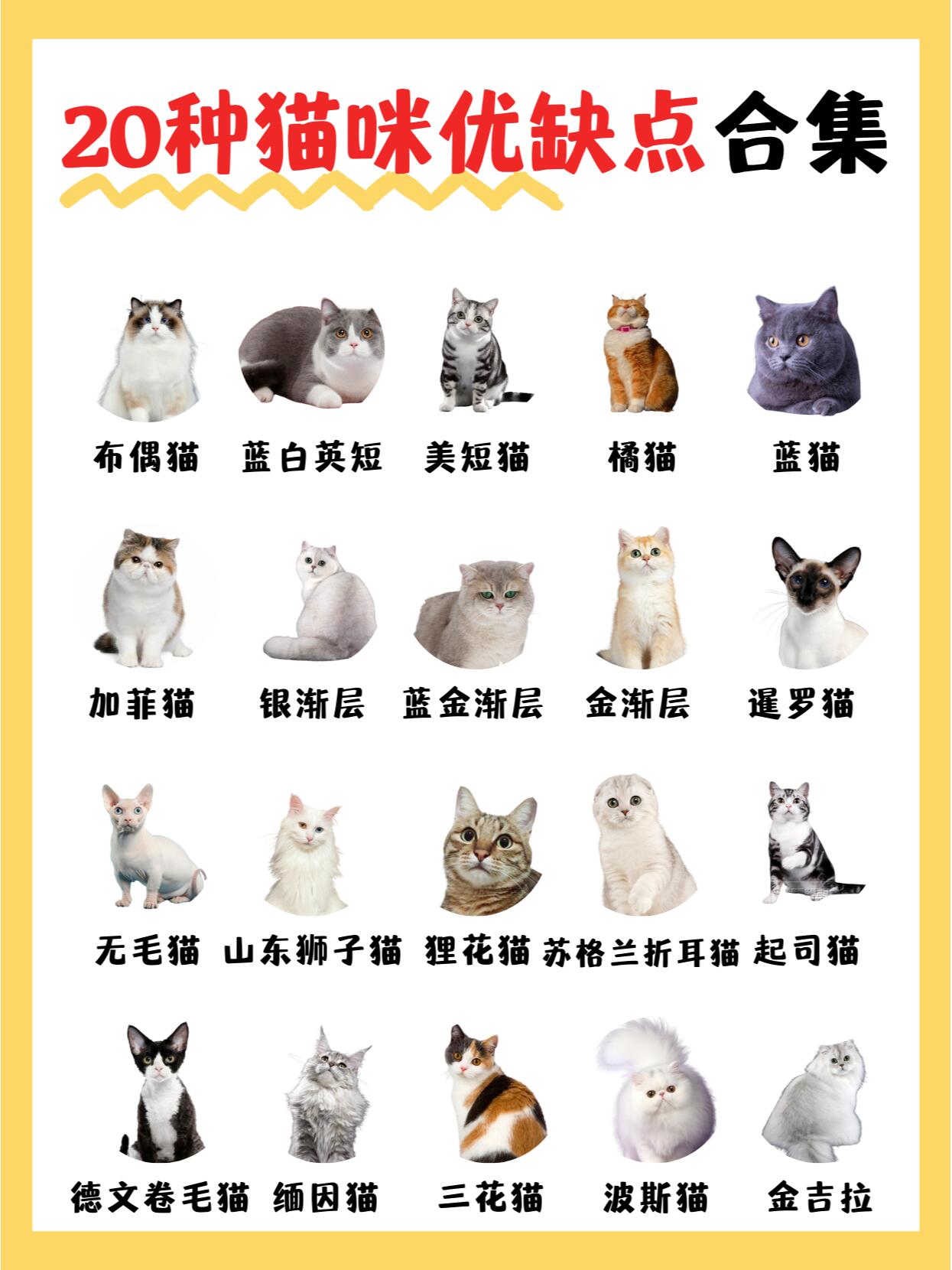 最便宜的猫咪品种图片