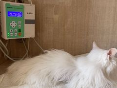 -北京观赏动物医院·24小时大型综合·猫专科·异宠专科