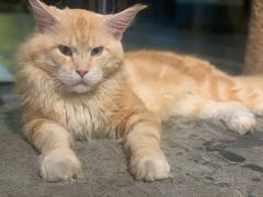 -more than meow吴止猫主题餐厅(承德 中船汇店)