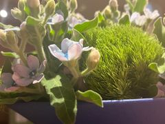 -玫瑰红烤羊排(北新桥三条店)