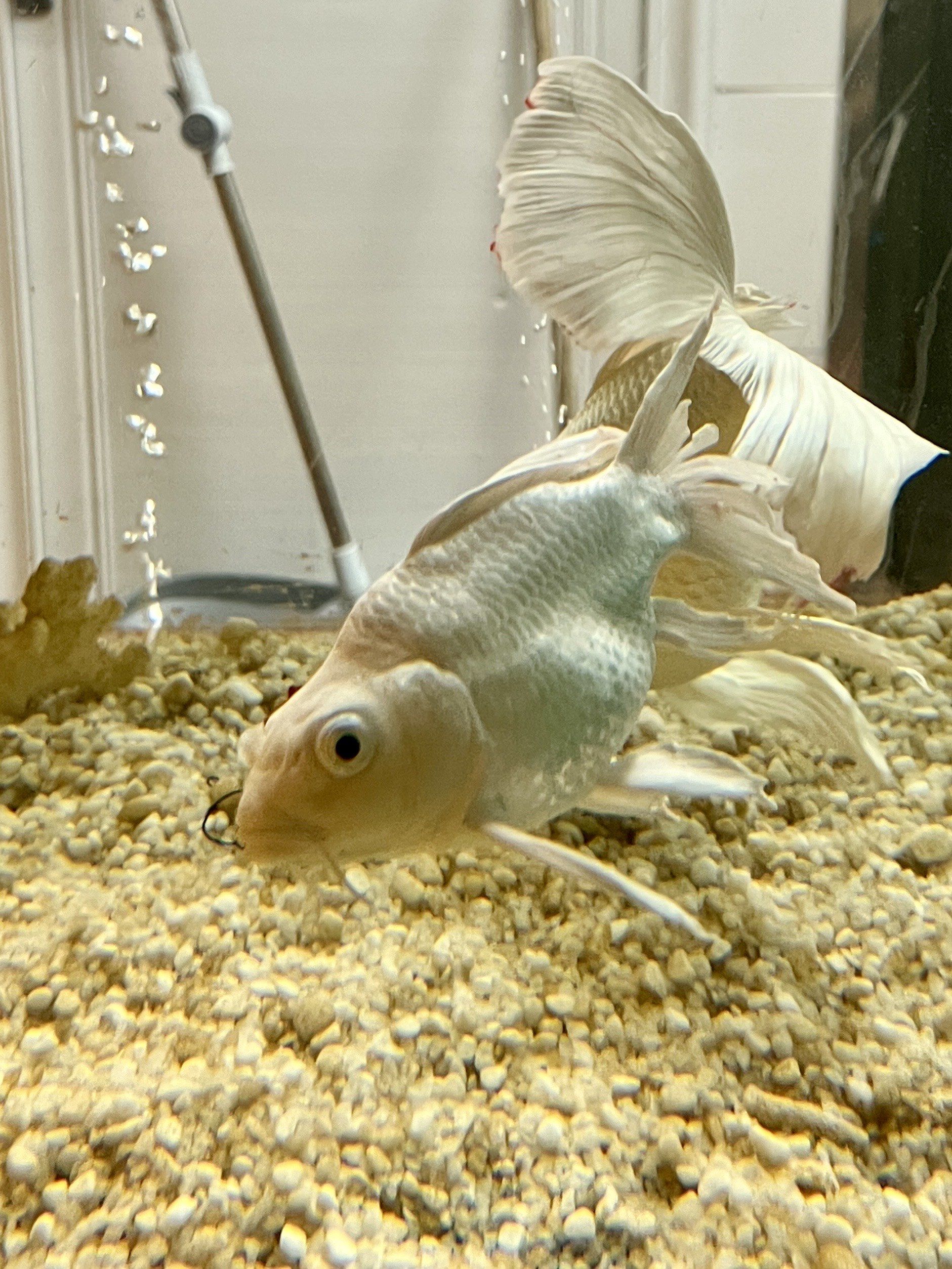 随手拍|漂亮的鱼儿