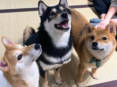 -逗柴咖啡屋·狗咖猫咖宠物桌游