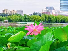 -莲花池公园