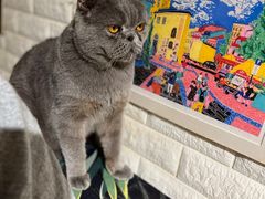 -平行世界·猫咖(首经贸店)