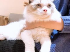 -滚猫咖啡·猫咖·猫友好撸猫(未来城店)