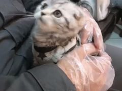 -喵zoo家庭繁育猫舍(尖东智能花园店)