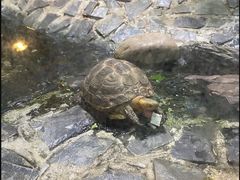 -上海大自然野生昆虫馆(东方明珠·爬宠昆虫探索中心)
