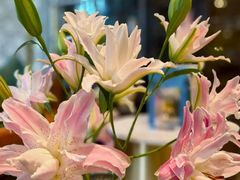 -德米火锅(深圳湾1号旗舰店)