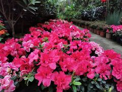 -金科花卉市场
