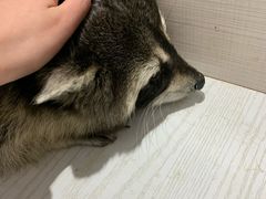 -浣熊柯尔鸭土拨鼠·电玩咖