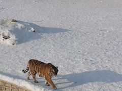 -横道河子东北虎林园