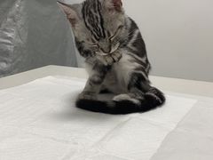 -可蒙动物医院·猫科·骨科中心(首义路店)