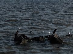 -深圳湾公园(南山区)