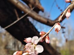 -南汇桃花村