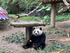 -广州长隆野生动物世界