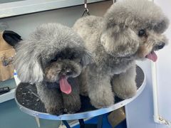 -中农大我爱我爱24h动物医院·中医针灸·猫专科·骨科医疗中心(双井店)