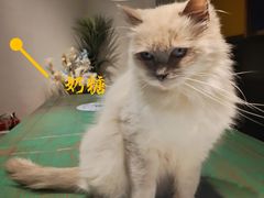 -喵喵咪呀布偶猫咖(春熙路店)