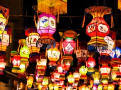 -锦江乐园舞狸花花游园会(夜场专享)