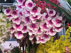 -双季花艺园艺市场(浦东店)