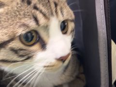 -北京观赏动物医院·24小时大型综合·猫专科·异宠专科
