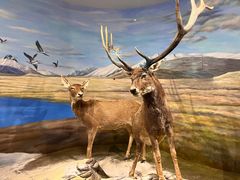 -北京麋鹿生态实验中心