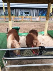 -萌宠亲子动物乐园(槐房万达店)