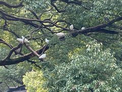 -西园戒幢律寺