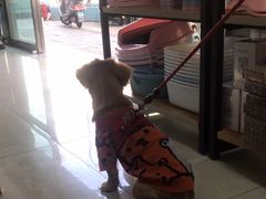 -康爱犬猫诊所·牙专科·骨外科·影像内科(丰宁店)