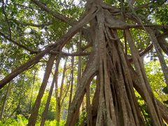 -中国科学院西双版纳热带植物园