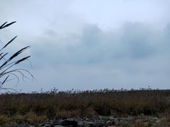 -吴淞炮台湾湿地森林公园烧烤区