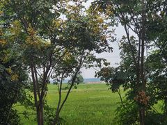 -泗洪洪泽湖湿地景区