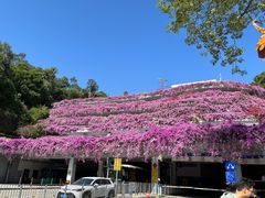 -深圳仙湖植物园