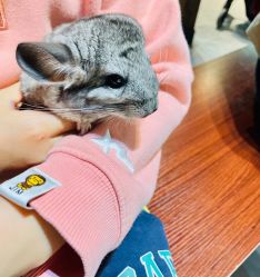 -酷嗒动物文化乐园(cutezoo西溪乐天城店)