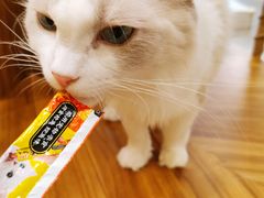 -飞行喵MR PILOT|猫舍·猫咖(静安大融城店)