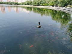-莲花池公园
