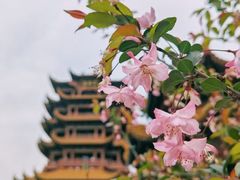 -黄鹤楼