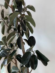 -HEYAN长风荷妍专业脱毛美肤
