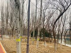 -大兴滨河森林公园